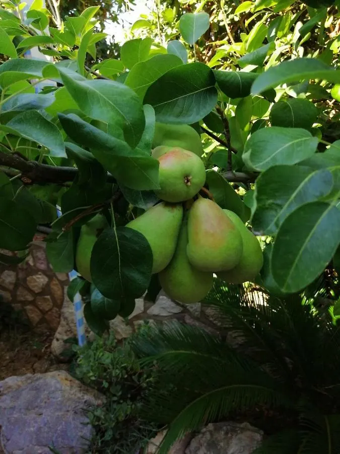 Bed and Breakfast Accussi Alcamo Marina