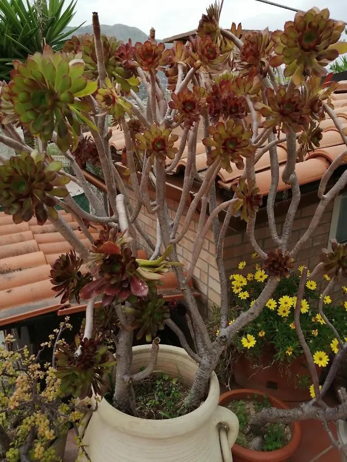 Bed and Breakfast Accussi Alcamo Marina